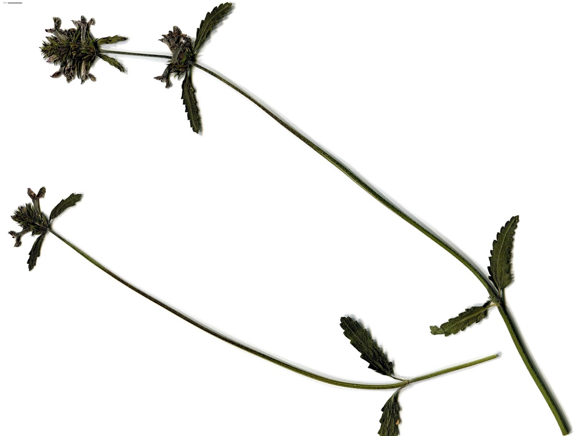 Betonica officinalis subsp. officinalis (Lamiaceae)